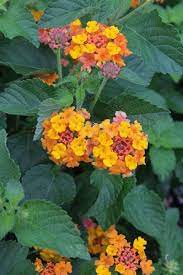 Pin On Landscaping 2016