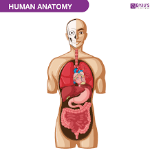 Human Body Anatomy Functions Systems