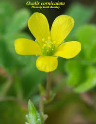 Image result for Oxalis corniculata