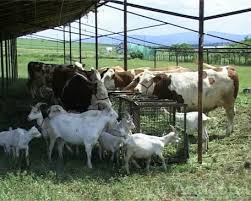 Ferma Animale Magazin SÄƒlÄƒjean
