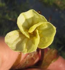 Image result for Ottelia ulvifolia