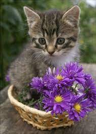 Flower And Cat Kittens Cutest Cute Cats Cats