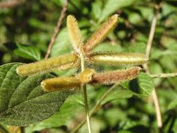 Image result for Calopogonium mucunoides