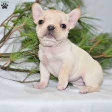 However free french bulldogs are a rarity as rescues usually charge a small adoption fee to cover their expenses ($100 to $200). Jewel French Bulldog Puppy For Sale In Ohio Bulldog Puppies For Sale Bulldog Puppies Puppies