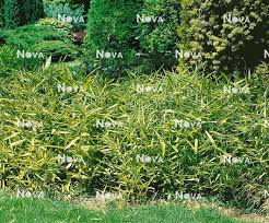 Image result for Pleioblastus fortunei