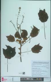 Image result for Triumfetta tomentosa