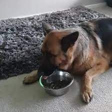 Why Do German Shepherds Lay Down To Eat 5 Reasons World Of Dogz