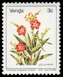 Image result for Tricliceras