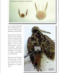 It is a holocrine gland enclosed in a connective tissue capsule made up of glandular acini that deposit their oil secretion into a common collector tube ending in a variable number of pores (openings), most typically two. Darauf Sollen Wir Zb Beim Die Jagerin Das Jagdmagazin Facebook