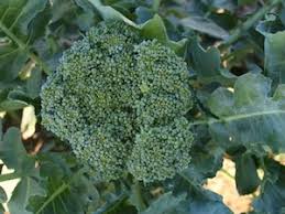 Plant or thin seedlings 18 to 24 inches apart in the row and allow 36 inches between rows. How To Grow Broccoli Calabrese Step By Step Guide