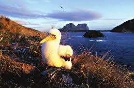 Image result for Kyllinga robinsoniana