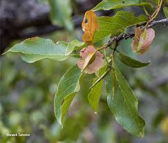 Image result for Combretum apiculatum