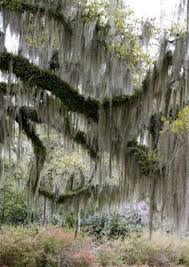 Are very high in quality and come with beautiful designs that are available for men, women and kids. How Can I Stop Moss From Killing My Trees Superior Spray