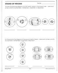 Same # as parent, genetically identical meiosis: 15 Best Images Of Phases Of Meiosis Worksheet Meiosis Stages Worksheet Meiosis Stages Worksheet Template Tips And Reviews