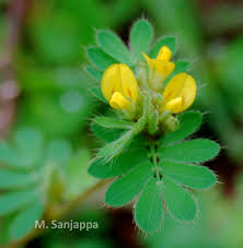 Image result for Smithia