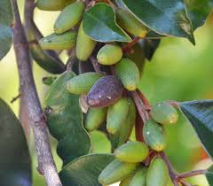 Image result for Chrysophyllum