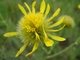 Image result for Berkheya speciosa