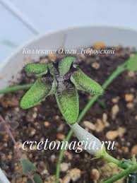Image result for Ceropegia cimiciodora