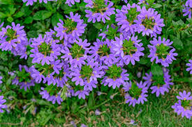 Blumenwiese Anlegen Blumenbeet Anlegen Blumenwiese Anlegen Und Pflanzen