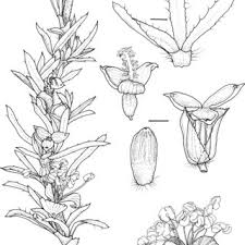 Image result for Cliffortia