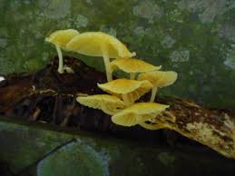 Image result for Marasmius sp.