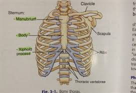 Which organ sits in the v part of the ribs : Which Organ Sits In The V Part Of The Ribs Herenow4u Net Publications Books Online Preksha It S Easy To Feel The Bottom Of This Cage By Running