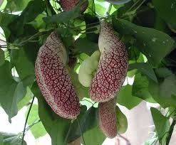 Image result for Aristolochia littoralis