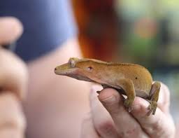 We carry over 4,000 reptile supplies.1. Allan S Pet Center Los Angeles Favorite Pet Store