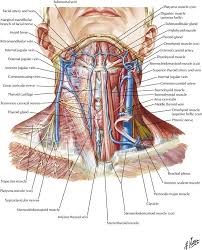 Two leading causes of death, myocardial infarction and stroke each may directly result from an arterial system that has been slowly and progressively compromised by years of deterioration. 1 Head And Neck Basicmedical Key