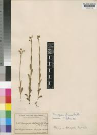 Image result for Vausagesia