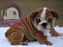 He is a beautiful english bulldog puppy. Brenglora Bulldogs English Bulldog Puppies For Sale