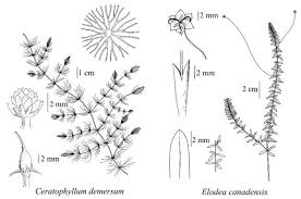 Image result for Ceratophyllum