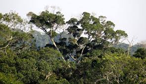 Image result for Psydrax locuples