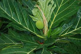 Maybe you would like to learn more about one of these? Breadfruit World Crops Database Tropical Fruits