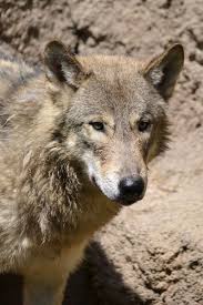 Here Are The 10 Most Dangerous Animals Roaming The Lands Of West Virginia Dangerous Animals Animals Dangerous