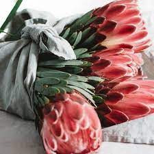 Proteaflora On Instagram Feast Your Eyes Upon Protea Venus A Protea That Is Slow Growing And Also Slow Flowering Protea Flower Flowers Online Pretty Flowers