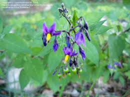The leaves and berries of the plant are toxic, and are confirmed to have killed children, dogs and cats. Plant Identification Closed Closed Tiny Purple And Yellow Flowers Turning Into Green Berries 1 By Countrymouse5a