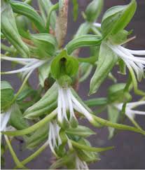 Image result for Bonatea