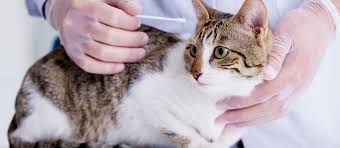Cat's claw plant is known by many names, including uña de gato, paraguayo, liane du pérou, garabato and samento. 5 Home Remedies For Ear Mites In Cats Pet Side