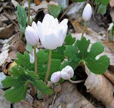 Same day delivery & 20% off! Endangered In Wisconsin Woodland Flowers Flowers Nature Wild Plants