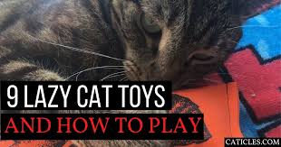 Catnip rolls are quiet by design. Lazy Cat Toys Guide 11 Interactive Ways To Get Your Cat To Play