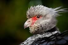 In space, no one can hear you scream. Screamer Wiktionary