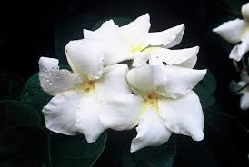 Know Your Frangipani In 2020 Frangipani Moon Garden Plumeria