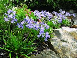 Agapanthus Baby Pete Dwarf African Lily African Lily Agapanthus Agapanthus Plant