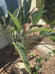 Image result for Kotschya strigosa