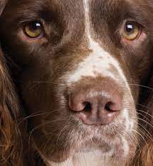 English Springer Spaniel