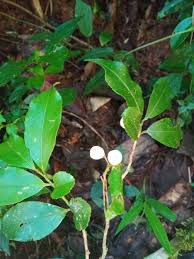 Image result for Aphloiaceae