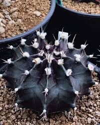 Spots are small at first, later enlarge and become. Cacti Types Archives Succulent City