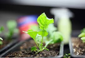 Gardeners.com has been visited by 10k+ users in the past month Successfully Growing Arugula From Seed Indoors Countryside