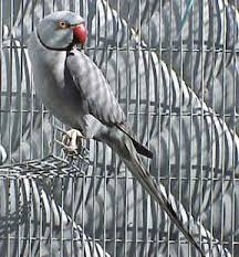 Grey Bird With White Ring Around Neck Indian Ringnecks Psittacula Krameri Manillensis Ring Necked Parakeet Beautiful Birds Pet Birds